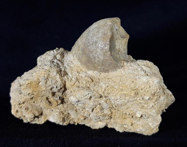 Apiocrinus parkinsoni (SCHLOTHEIM 1820) - Bild &copy; FossNet FossilienStore